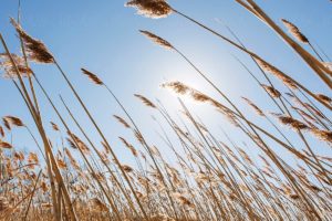 Photo of a wheat field with the sun rising in the background