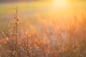 Photo of a field with the sun rising in the background