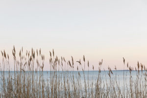 Wheat field on the beach