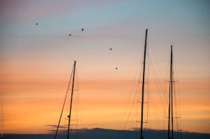 Sailboats in Massachusetts at sunset with birds in the sky