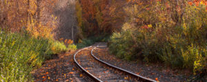 Traintracks going through foliage